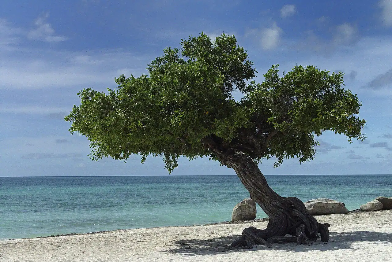 Mangrove tree (Conocarpus erectus) Aruba Eagle Beach