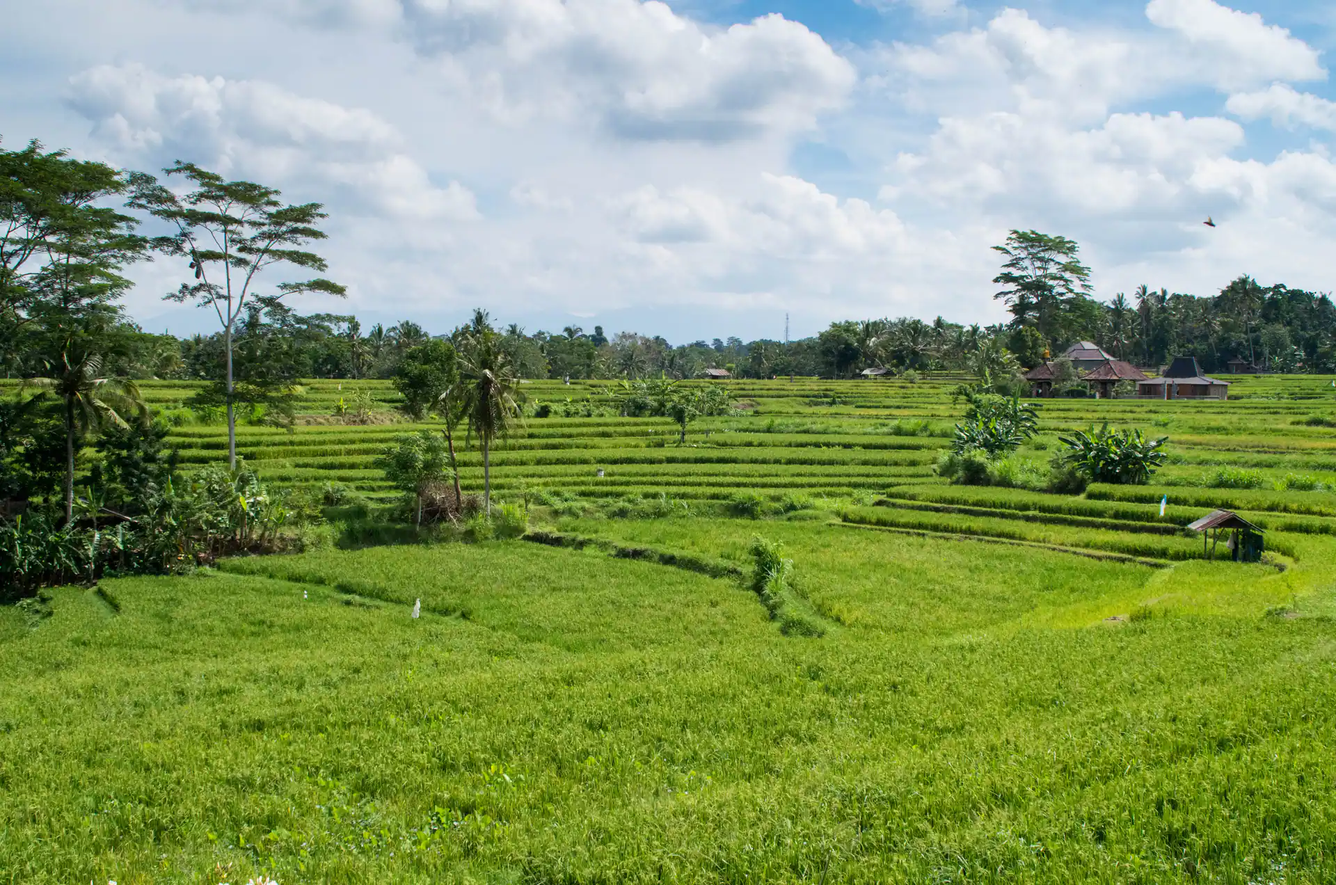 Mundu bali rice terraces