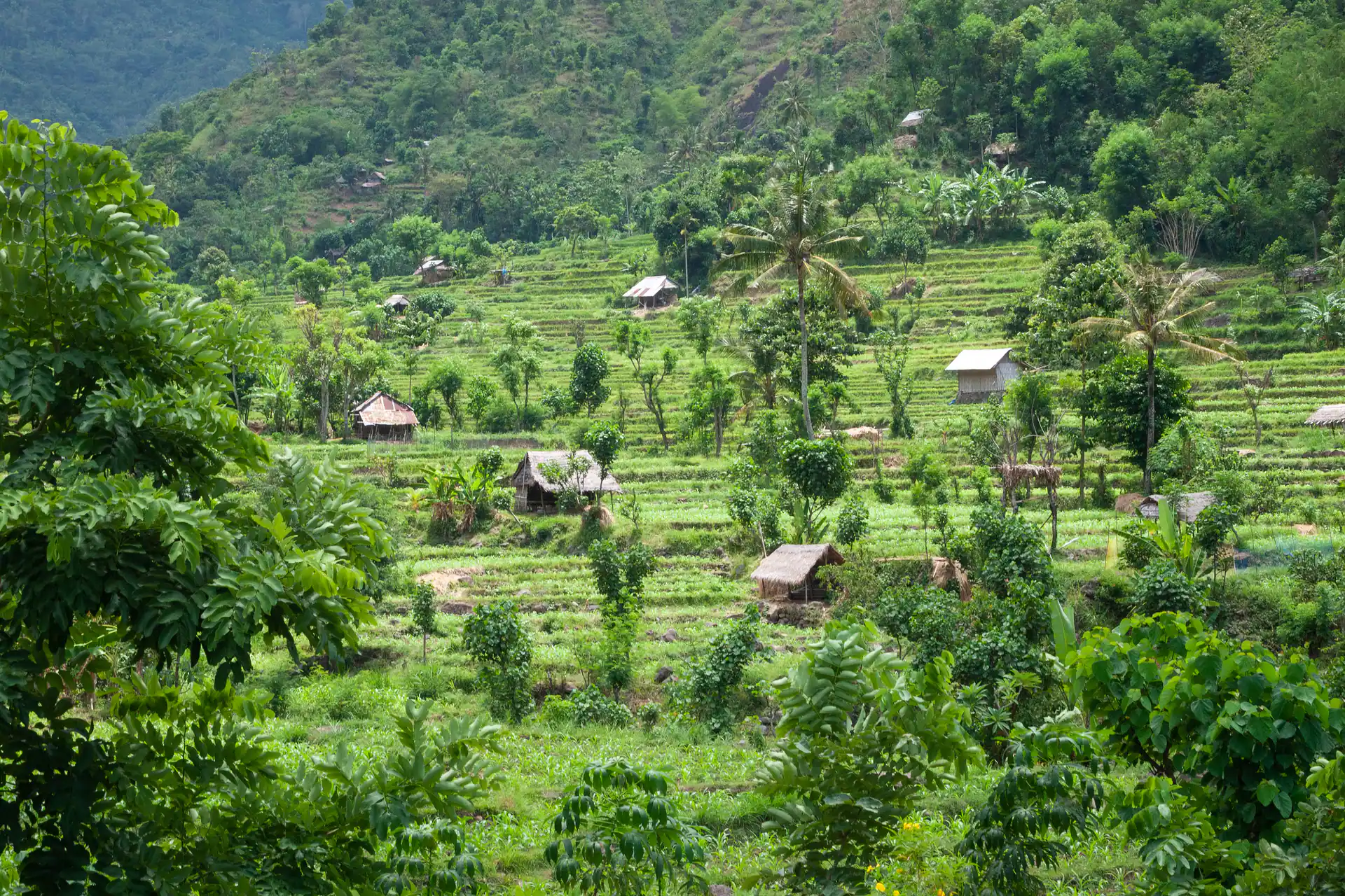 Bali, Rice fields, Rice terraces in East Bali, Indonesia