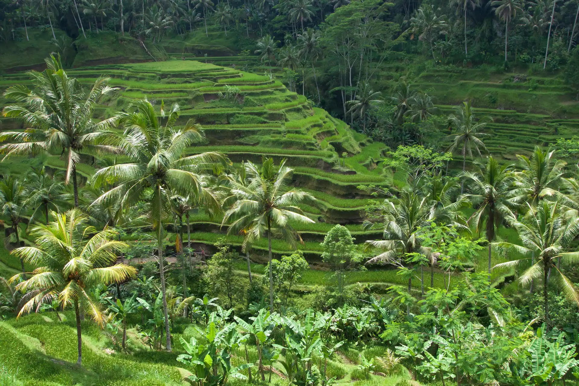 Rice terraces, Bali