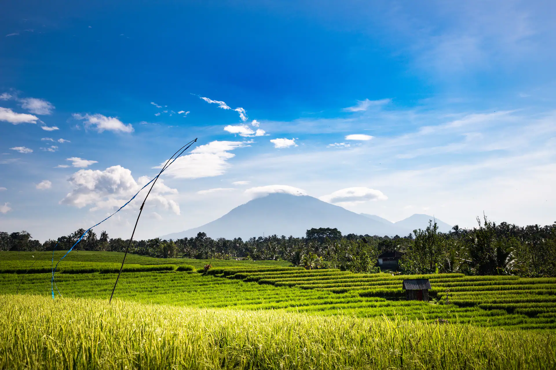 Field Nature Panorama Sky Agriculture Bali Rice