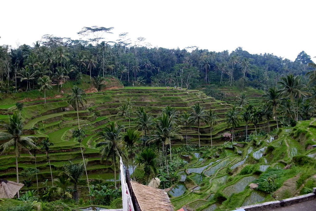 Rice Terraces at Tegalalang, Bali