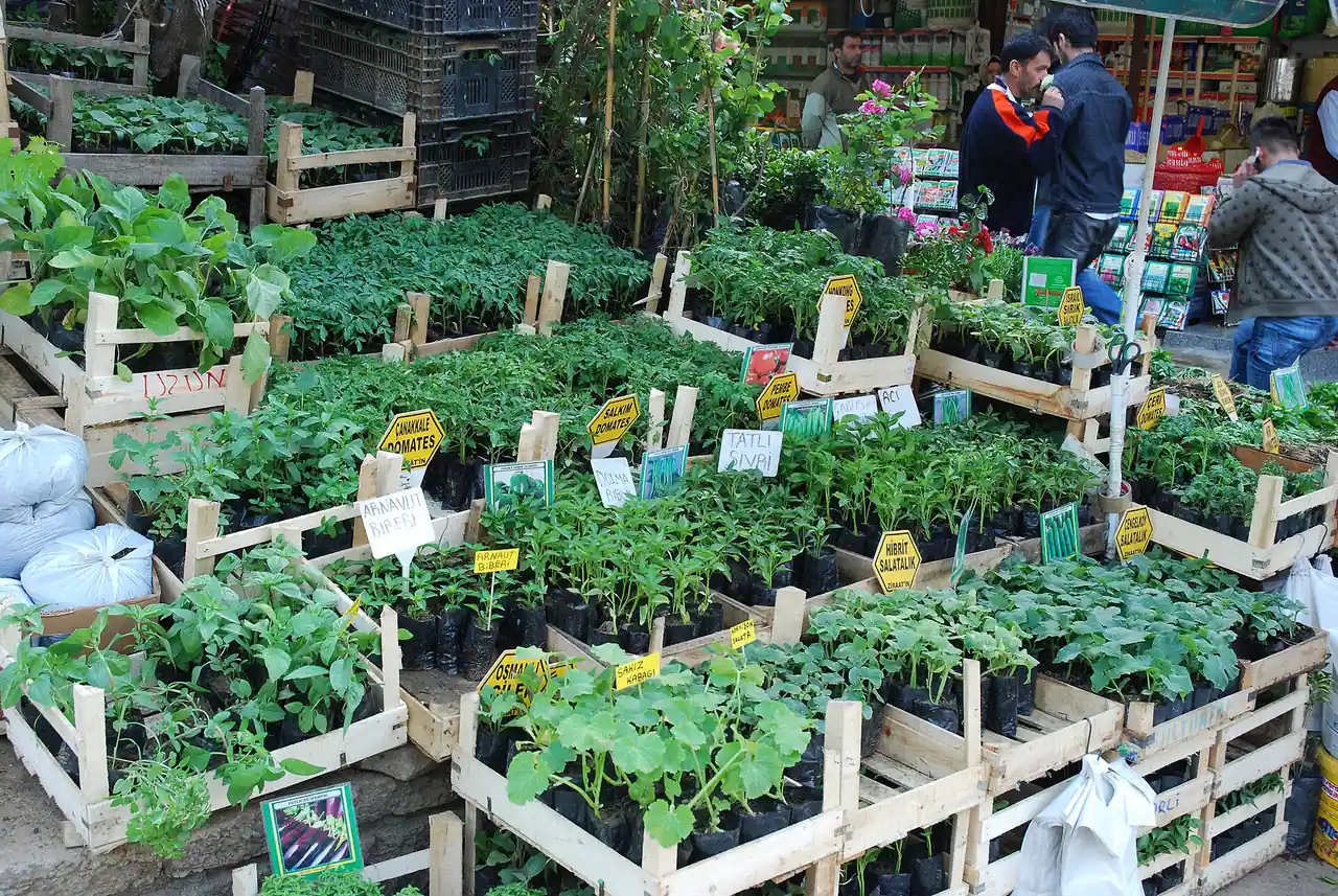 Plants at Spice Bazaar