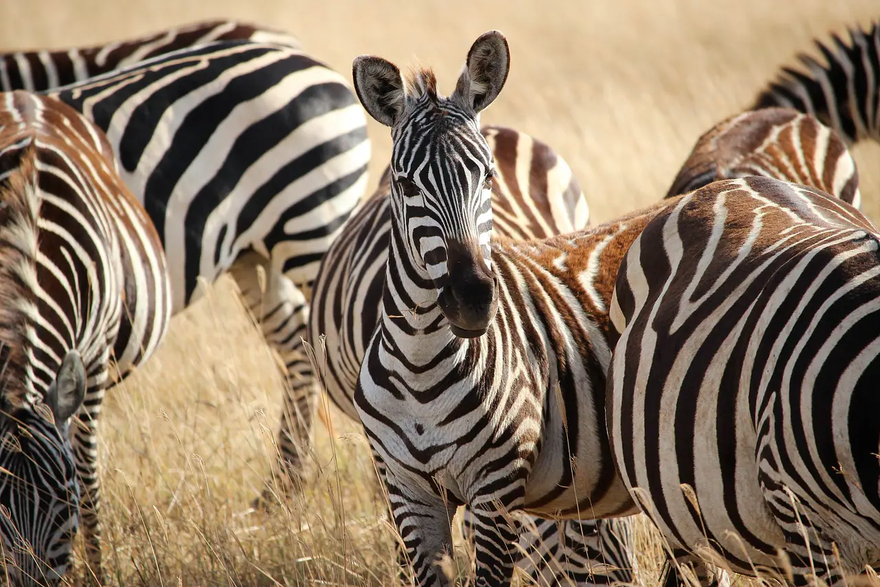 Ngorongoro Crater, Tanzania