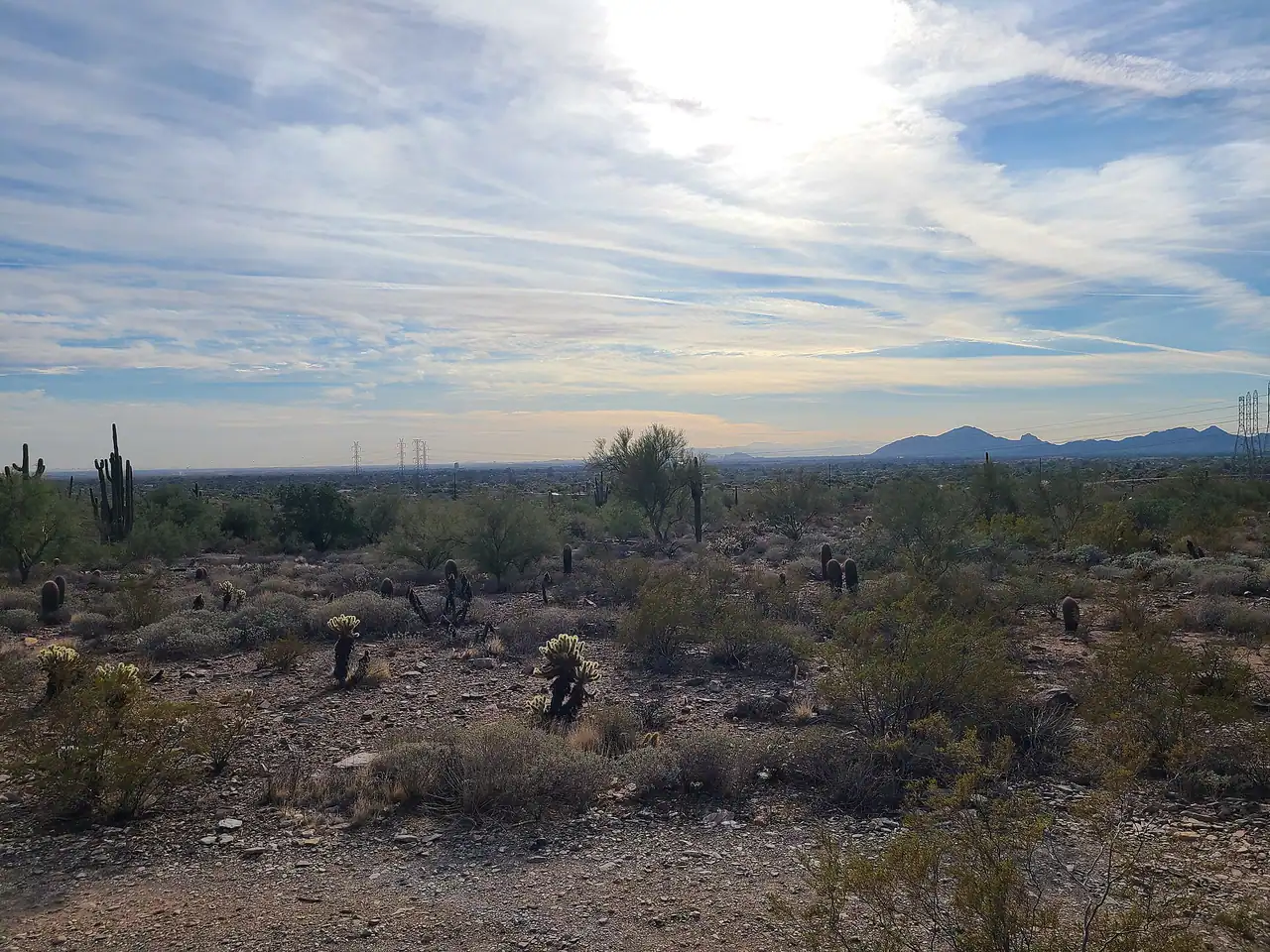 Sonoran Desert in Scottsdale, AZ